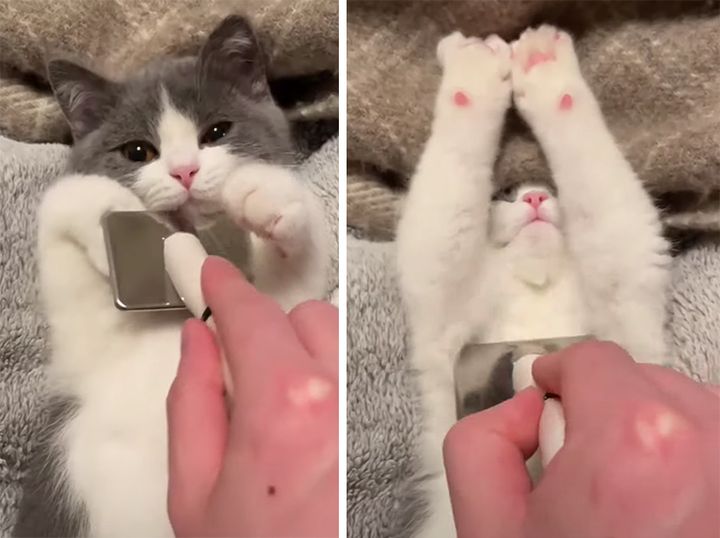 気持ち良すぎて体が伸びちゃう♪ うっとりする子猫さん。