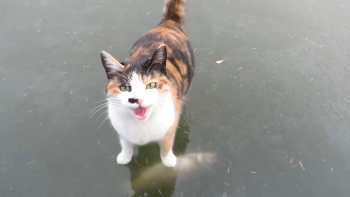 湖の氷の下に見つけた鯉を、獲ってくれろと猫は訴え