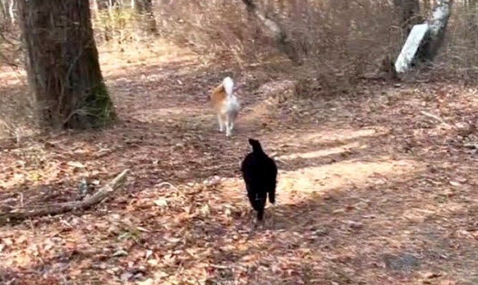 散歩する犬と猫