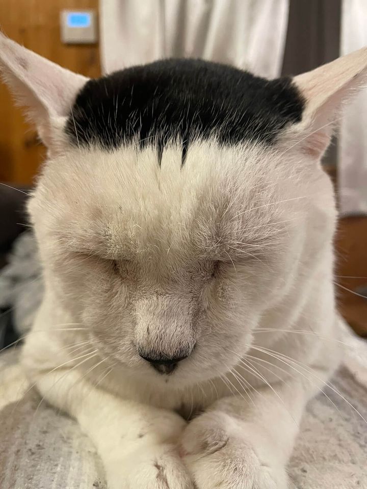 頭の模様が海苔に似ている猫の磯辺海苔男くん