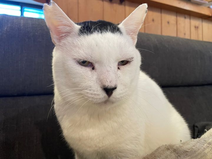 猫エイズに感染している磯辺海苔男くん