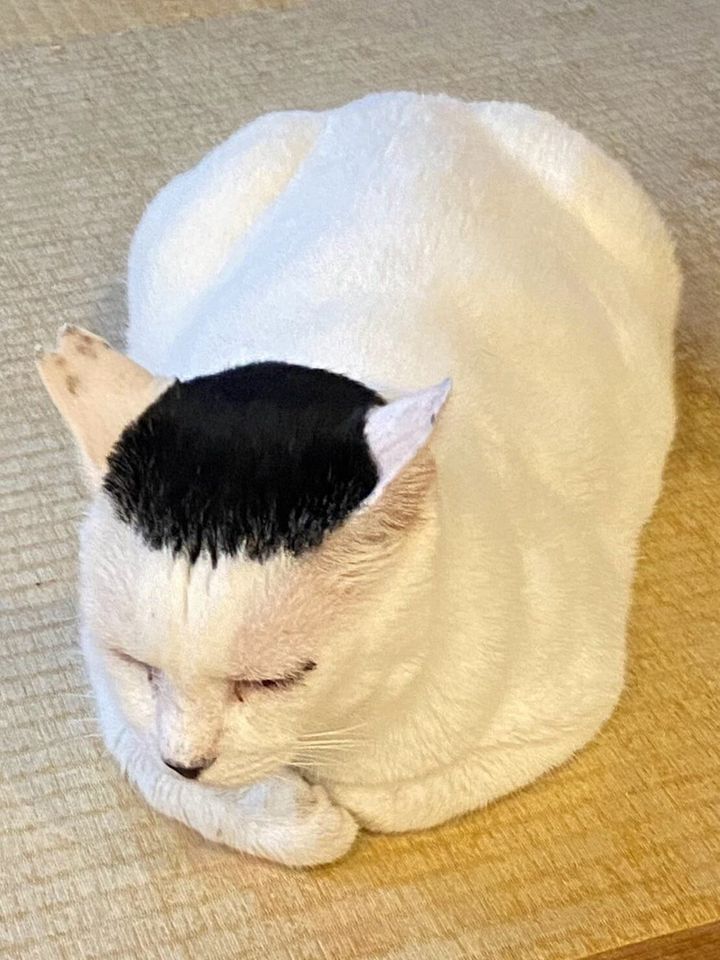 細川たかしに似ている猫の磯辺海苔男くん