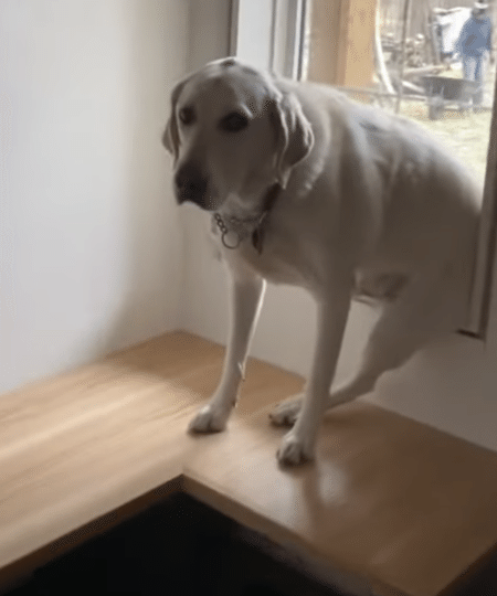 愛犬のために窓辺にベンチを設置したけど、使い方が想定外でした！