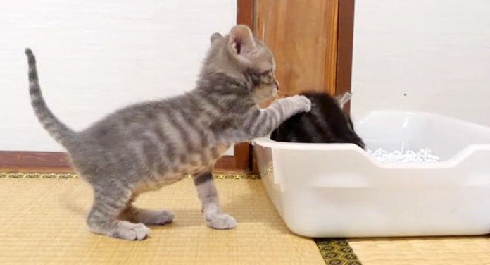 ペシペシする子猫