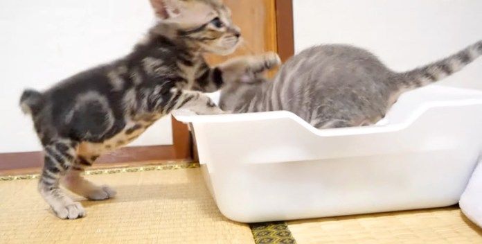 トイレに駆け込む子猫