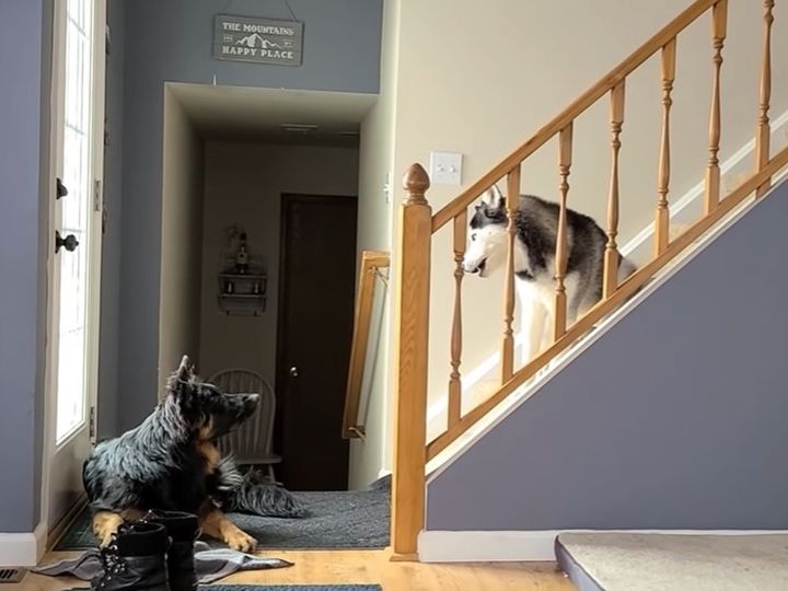 シベリアンハスキーとジャーマンシェパード