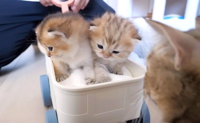 手押し車に乗る子猫達