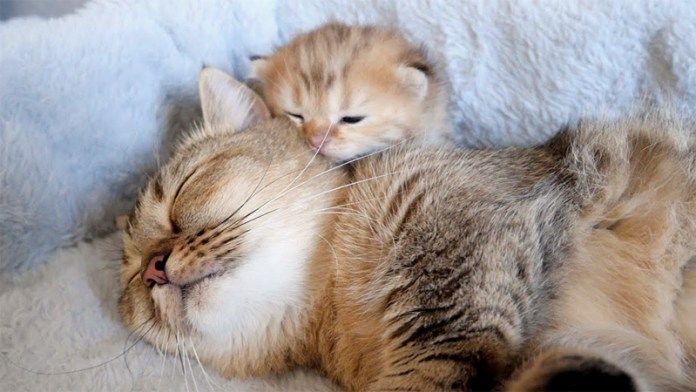 母猫に奇襲を仕掛ける子猫