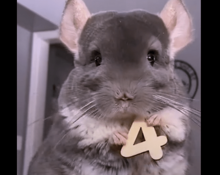 4才になったよ〜♪ ポーズを決めるチンチラちゃんが激カワ！！