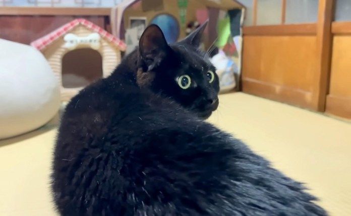 目を丸くする猫