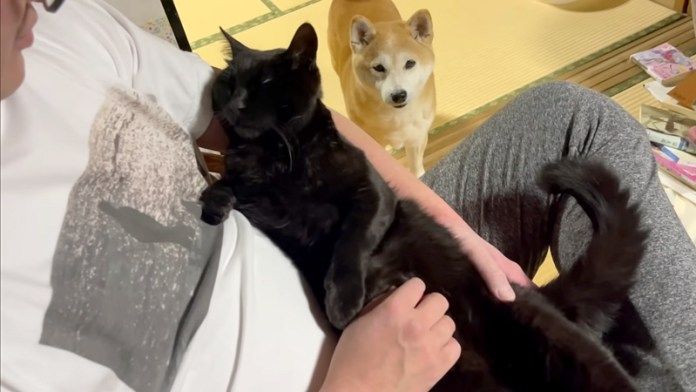 お父さんが大好きな猫