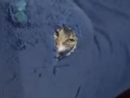 よ〜く見て？このソファはすでに猫に占領されています。