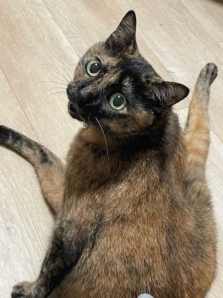 サビ猫のしゃけちゃん（あだ名は「しゃーぽ」ちゃん）