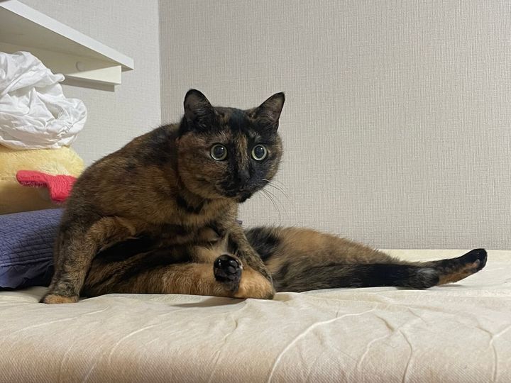 お目々がまん丸のサビ猫