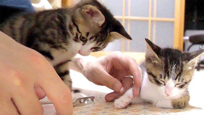 爪切りされる子猫