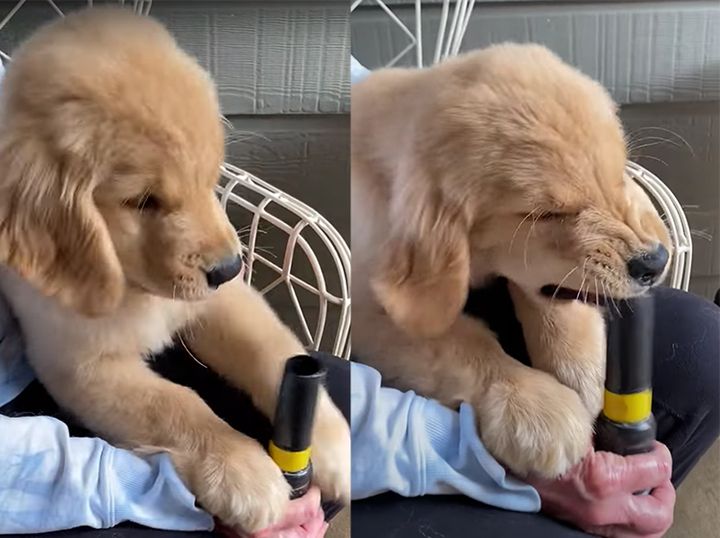 風、食べてみたい！ 絶対に食べられないのに夢中な子犬さん♪