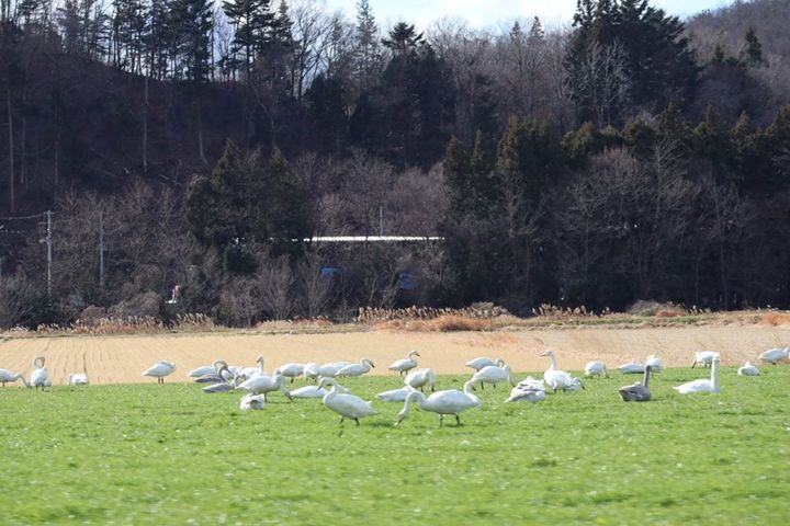 宮城県仙台市の白鳥