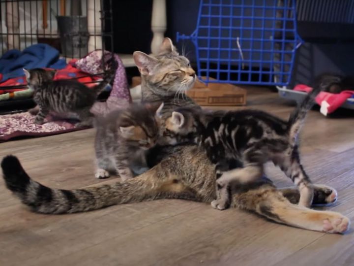 子猫たちに甘えられる母猫