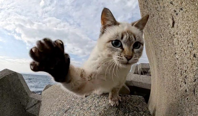 猫パンチを繰り出す猫