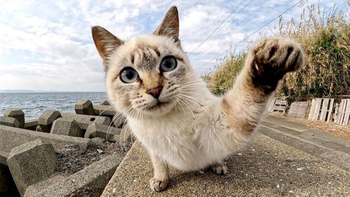 猫パンチを繰り出す猫