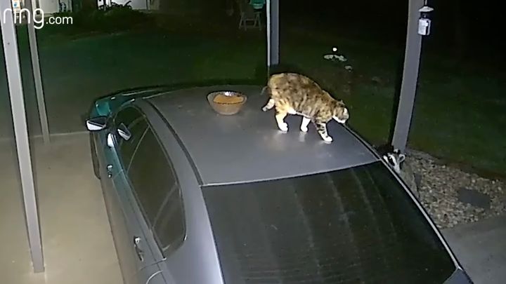 アライグマとごはんを巡ってにらみ合う猫、強引な押しにお皿を落とす