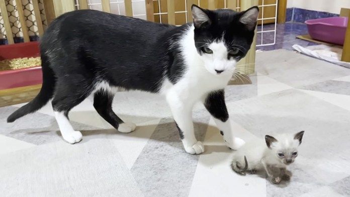 子猫が気になる猫