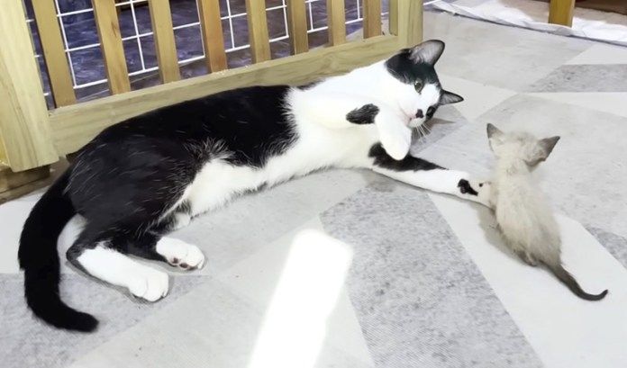 子猫が気になる猫