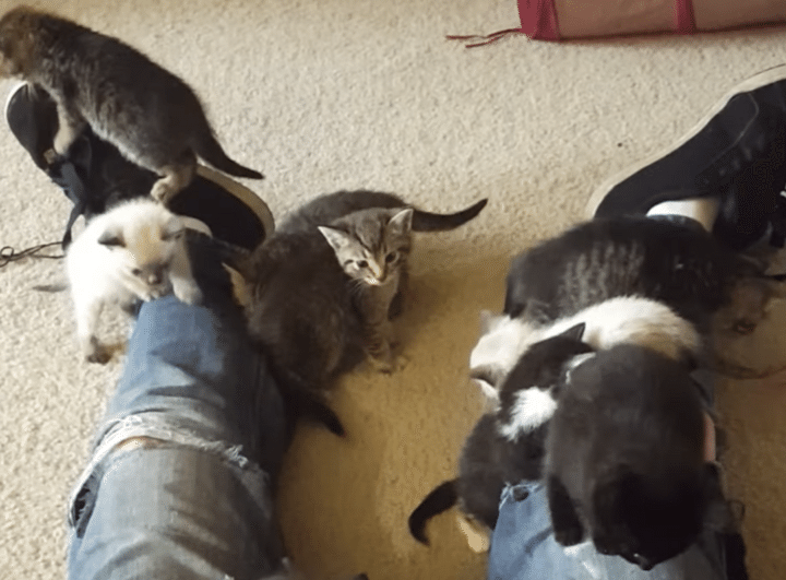 13匹もいる！ 子猫にママだと思われている飼い主さん。