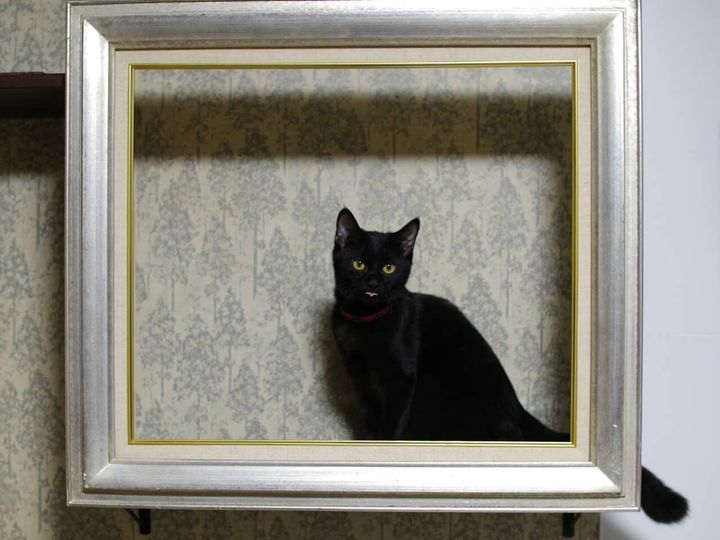 額縁の中に座ってる猫ちゃんが本物の絵画みたい！飼い主さんがDIYで自作した額縁キャットウォークが斬新すぎる