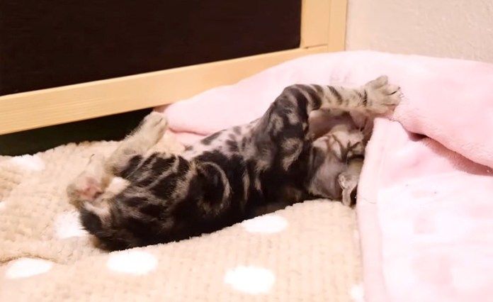 毛布を掛ける子猫