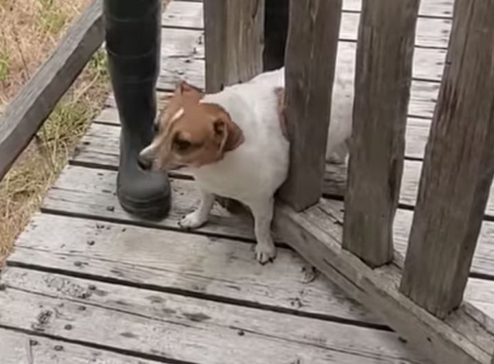 ボクだけ引っ掛かっちゃった、ぽっちゃり犬の表情が切ない！