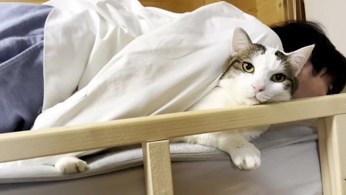 雑に扱われる猫