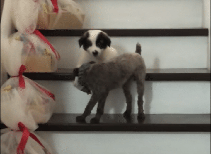 こうやって降りるんだよ！階段の降り方を教えてくれる先輩犬。