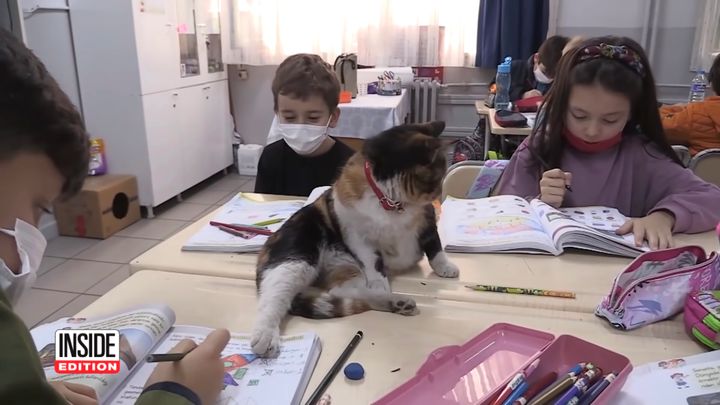 机間でなく机の上を巡視する猫、教科書の上にも足を乗せつつ