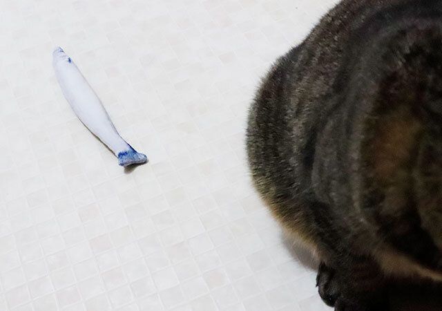 猫をじゃらせなかったサンマのおもちゃ