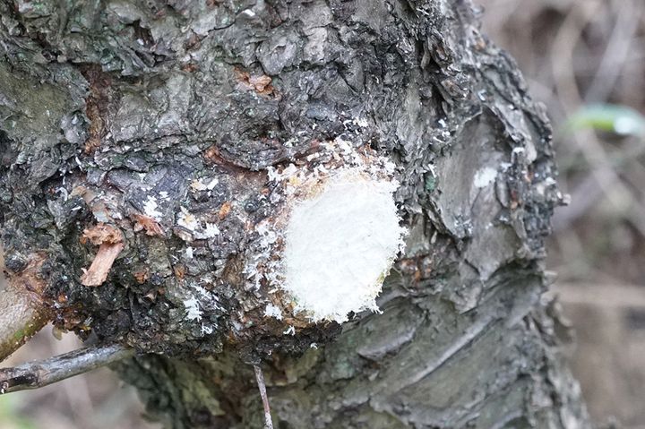 レシプロソーの切り口