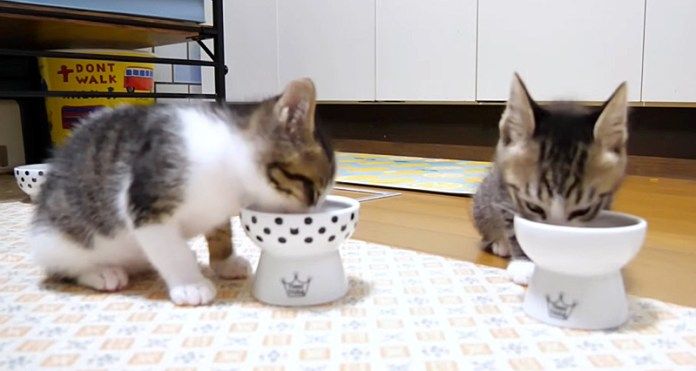 ご飯を食べる子猫達