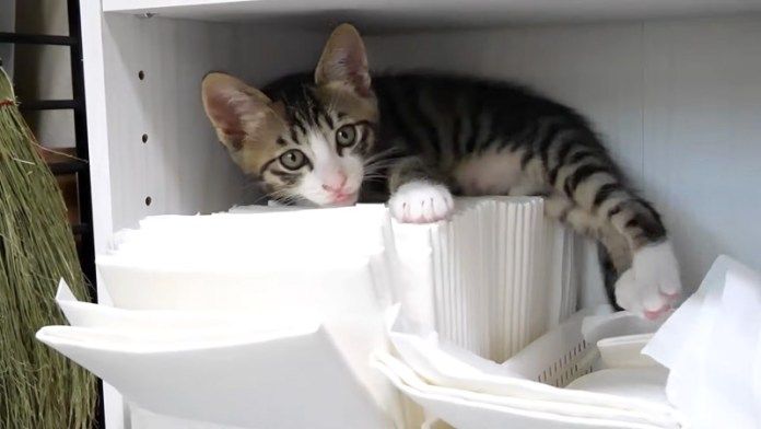 棚に登った子猫