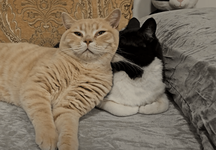 ぬくもりシェア♡ お互いを枕にしてくつろぐ猫さん。