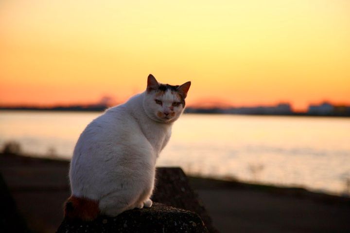 朝焼け・夕焼けを背景に河川敷で振り返る猫 by うたかたえれじぃ