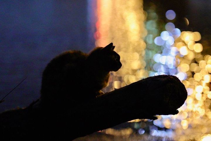 夜の都会の海で佇む猫 by うたかたえれじぃ