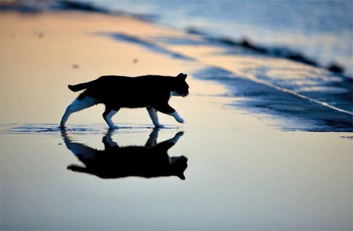 砂浜を歩く猫が水鏡に反射した風景 by うたかたえれじぃ