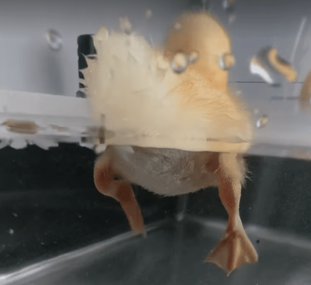 水遊びを楽しむアヒルちゃん。水の中ってこうなってたのか！