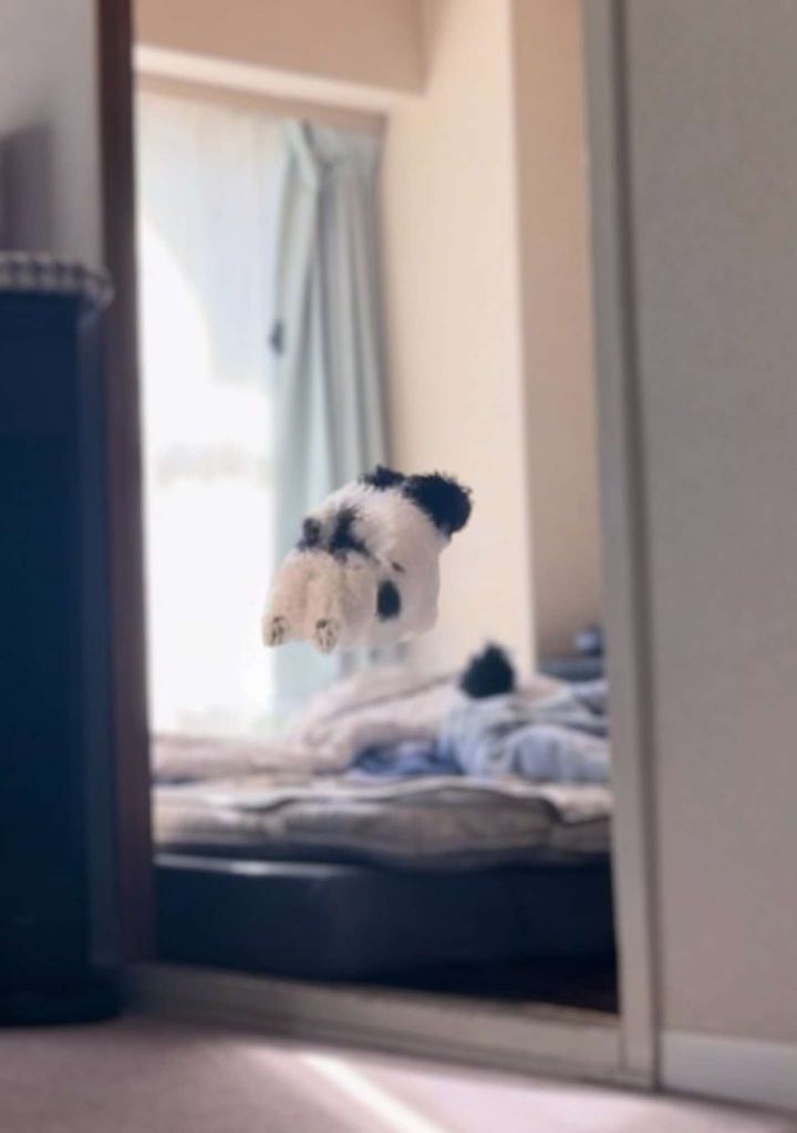 宙に浮いてる！？（画像提供：たろう＆ごま(＠tarou6317goma)さん）