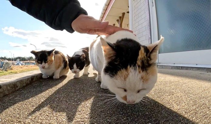 撫でられる母猫