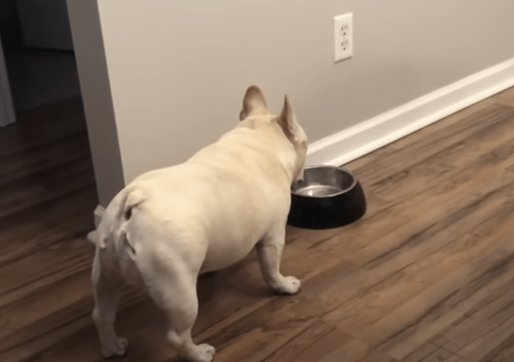 お皿を眺めるワンコ「ご飯まだかな〜？」→飼い主さん「もう食べたでしょ！」