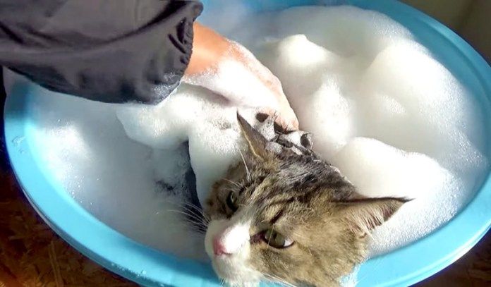 お風呂で洗われるボス猫