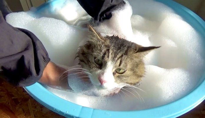 お風呂に入るボス猫