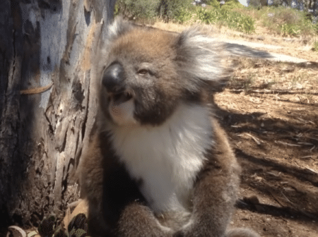 駄々っ子にしか見えない、負けて悔しがるコアラの叫び！