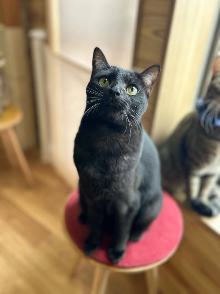 necobokko CAFEにいる保護猫、ひじき君